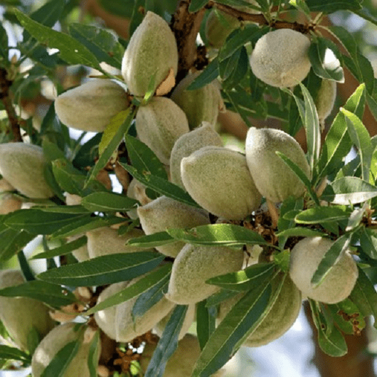 amandier-nain-nut-me-avijor-fruit-me1 (1)